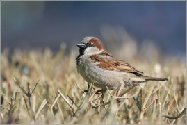 <p>VRABEC DOMÁCÍ (Passer domesticus) /House sparrow - Haussperling/</p>